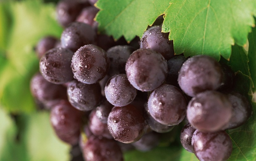 “葡萄美酒夜光杯”，敦煌陽(yáng)關(guān)葡萄最甜美