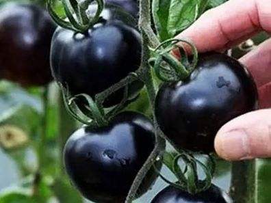 快看！蘭州新區(qū)高優(yōu)新特圣女果“黑羅漢”成熟待摘