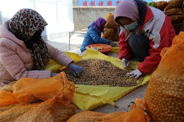 了不起！甘肅定西馬鈴薯良種出口7個(gè)國(guó)家