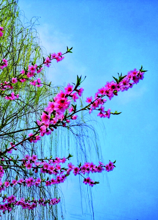 銅城桃花嫵媚綻放！君莫宅家辜負(fù)春光美景