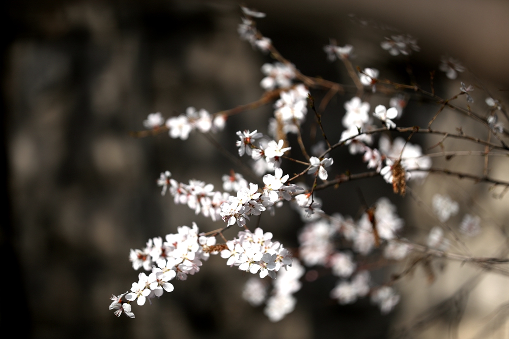 海報(bào)|花開隴原，甘肅這些景區(qū)正在復(fù)蘇！