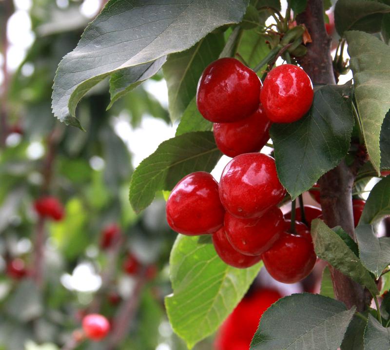 趕緊約起來！民勤紅旗谷櫻桃采摘園開園啦！