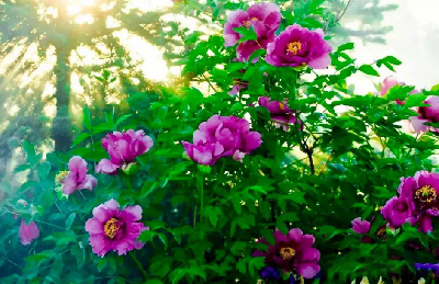 【“甘味”故事】“百花王”駕到！國色傾城正當(dāng)時