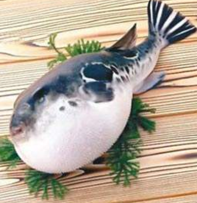 蘭州市市場(chǎng)監(jiān)督管理局發(fā)布通告禁止違法加工、經(jīng)營(yíng)河豚魚