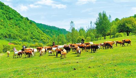 甘肅推動實(shí)施“六大特色農(nóng)業(yè)產(chǎn)業(yè)”精準(zhǔn)脫貧追蹤報(bào)道之牛產(chǎn)業(yè) 牛勁十足有奔頭