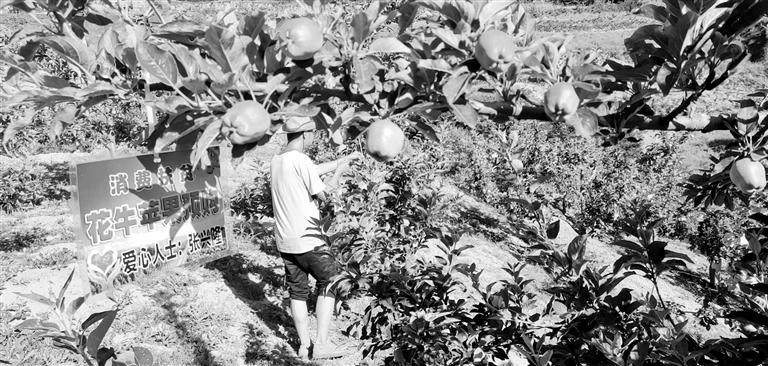 “于堡村果園”開張記——認購“一棵樹”，結(jié)出“致富果”