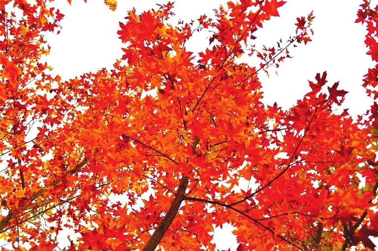 出彩啦！蘭州高校秋景驚艷來襲，快到秋日調(diào)色盤里pick你的母校