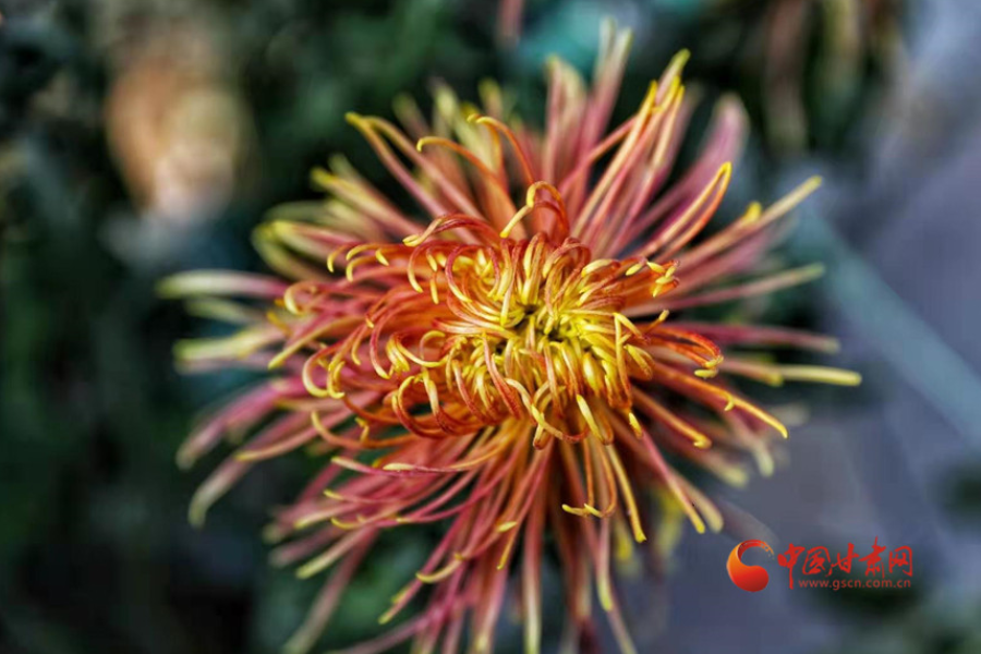 十五年，鍥而不舍終夢圓——寫在蘭州市入選全國文明城市之際