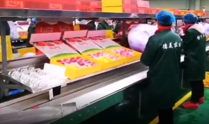 【獨(dú)家視頻】快訊丨甘肅省委副書記、代省長(zhǎng)任振鶴在靜寧縣調(diào)研蘋果產(chǎn)業(yè)發(fā)展