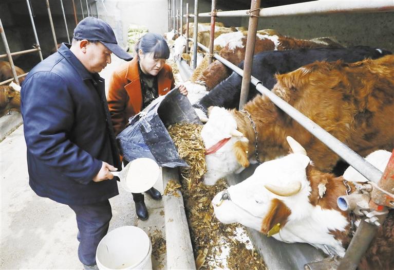 我和我的家鄉(xiāng)丨定西臨洮縣黨家墩村：“牛”產(chǎn)業(yè)帶來(lái)“?！比兆?>
        </a><em>我和我的家鄉(xiāng)丨定西臨洮縣黨家墩村：“牛”產(chǎn)業(yè)帶來(lái)“?！比兆?/em></li>
    <li><a  target=