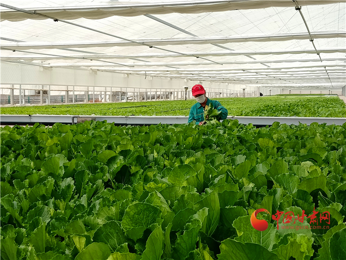 【中國的脫貧智慧】蘭州新區(qū)現(xiàn)代農(nóng)業(yè)助力高質(zhì)量脫貧奔小康