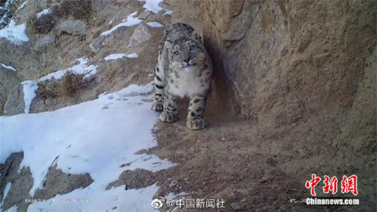精靈漫步！甘肅阿克塞祁連山深處現(xiàn)雪豹身影