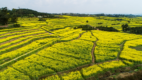 千余畝油菜花盛開。廖濤 攝