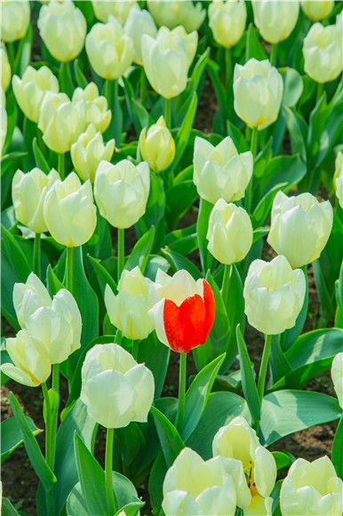 花叢中，別具一格。羅云希 攝