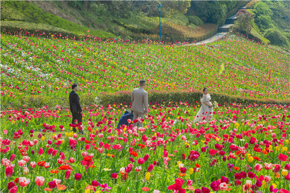 花海間，拍上一組美美的婚紗照。羅云希 攝