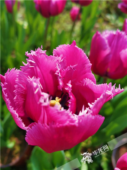 特色郁金香品種，花邊呈鋸齒狀。華龍網(wǎng)—新重慶客戶端記者 舒婷 攝