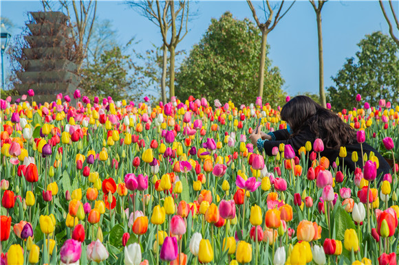 五顏六色郁金香花海。羅云希 攝