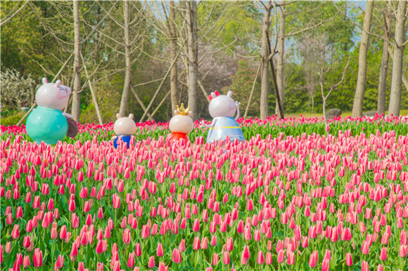 長壽湖郁金香次第開放。羅云希 攝