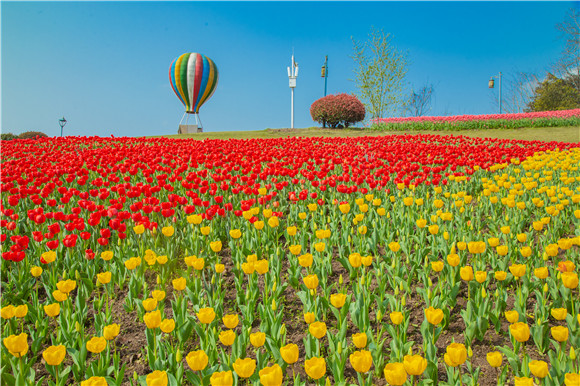 長壽湖郁金香開得正好。羅云希 攝