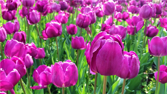 紫色郁金香。華龍網(wǎng)—新重慶客戶端袁舒含 攝