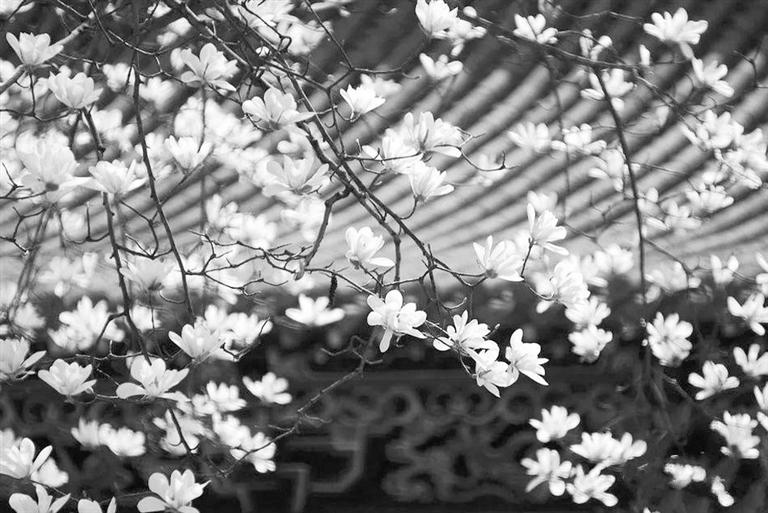 天水雙玉蘭堂，吟杜甫詩(shī) 煎泉水茶 賞白石書法