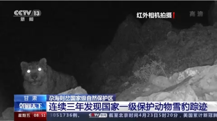 “大貓”出沒！甘肅尕海則岔保護(hù)區(qū)連續(xù)三年發(fā)現(xiàn)雪豹蹤跡