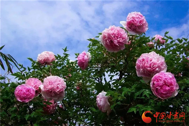 【五一游甘肅】暢游“臨洮縣紫斑牡丹文化旅游節(jié)”，這份攻略請(qǐng)收下！