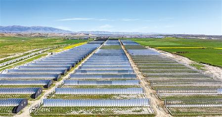 武威天?？h松山鎮(zhèn)德吉新村秀珍菇科技產(chǎn)業(yè)園初具規(guī)模