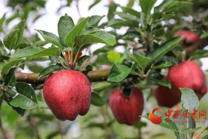 【母親河畔的中國(guó)】天水秦安：葫蘆河畔蘋果飄香 