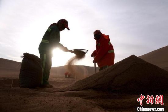 圖為“駱駝保姆”用土方法清理駝糞。　張曉亮 攝