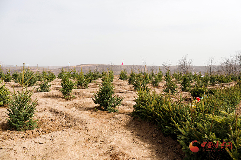 崇信：不負春光添新綠 植樹造林正當(dāng)時
