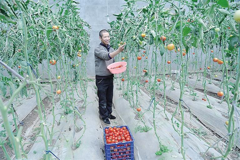 臨夏縣尹集、刁祁鎮(zhèn)易地扶貧搬遷后續(xù)產(chǎn)業(yè)園有日光溫室534座