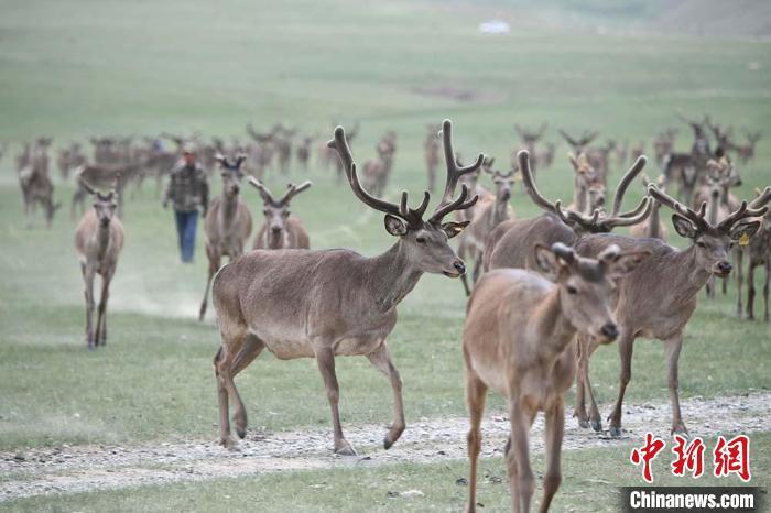 圖為肅南縣馬鹿養(yǎng)殖場(chǎng)內(nèi)的鹿群?！钇G敏 攝