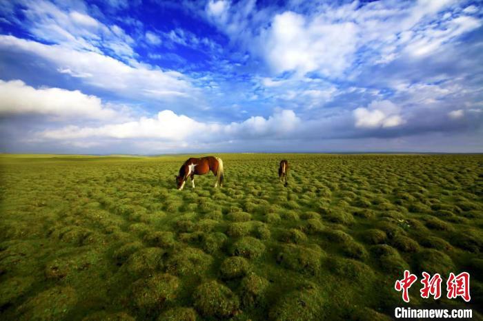 圖為甘肅甘南藏族自治州草原風(fēng)光。(資料圖) 艾慶龍 　攝