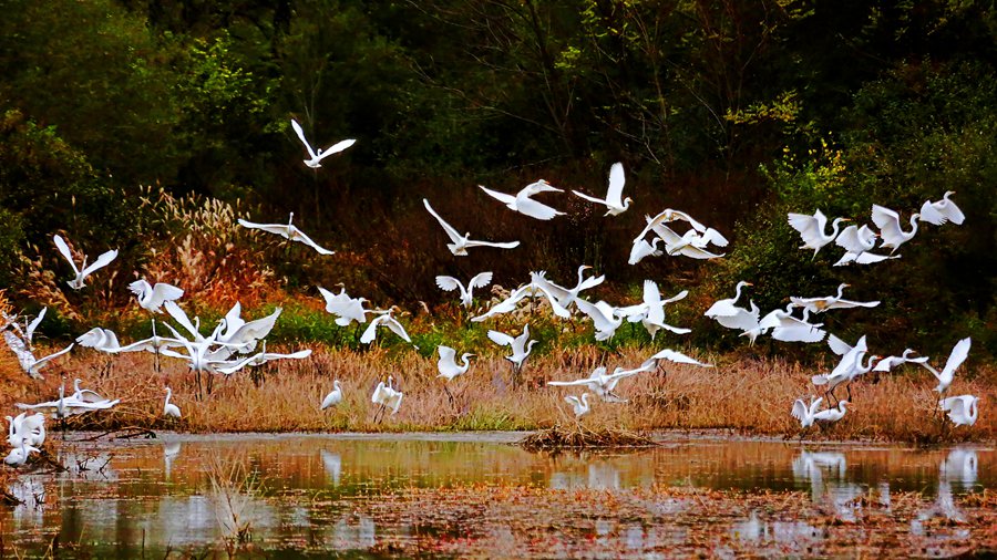 白鷺翩躚舞初冬。吳康軍攝