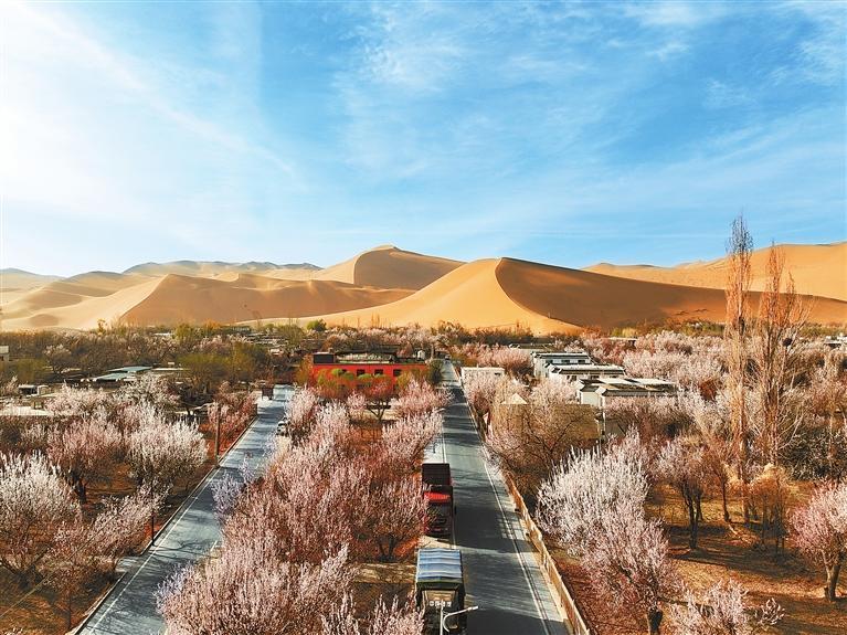 近日，敦煌鳴沙山下的李廣杏杏花陸續(xù)開放，美如畫卷。新甘肅·甘肅日報通訊員　張曉亮