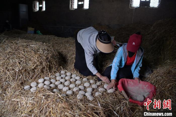 酒曲成型之后入曲房，入室之前要灑水，再鋪青稞草，防止曲塊的水分被吸走，曲房內有通風道、窗戶、暖氣、電熱爐等各種控制曲房溫度的設備。圖為5月10日，工作人員將成型的曲塊搬運到曲房。九美旦增　攝