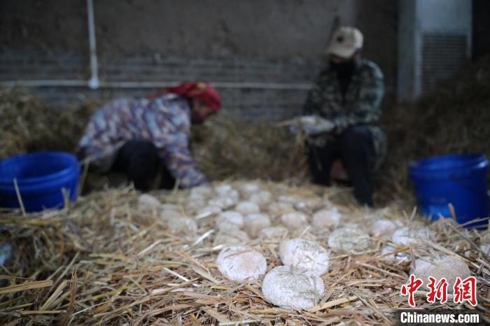 酒曲從曲坯入房培養(yǎng)到培養(yǎng)結束，整個培養(yǎng)周期控制在4至8天，曲坯的要求光滑，軟硬適宜，手按曲坯不松散，結實，薄厚一致。圖為5月10日，工作人員準備將培養(yǎng)好的曲坯拿到外面晾曬。九美旦增　攝