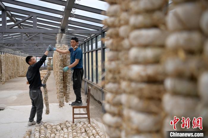 圖為5月10日，工作人員將用青稞面和青稞草等制成的曲坯用繩子串起來晾曬。九美旦增　攝