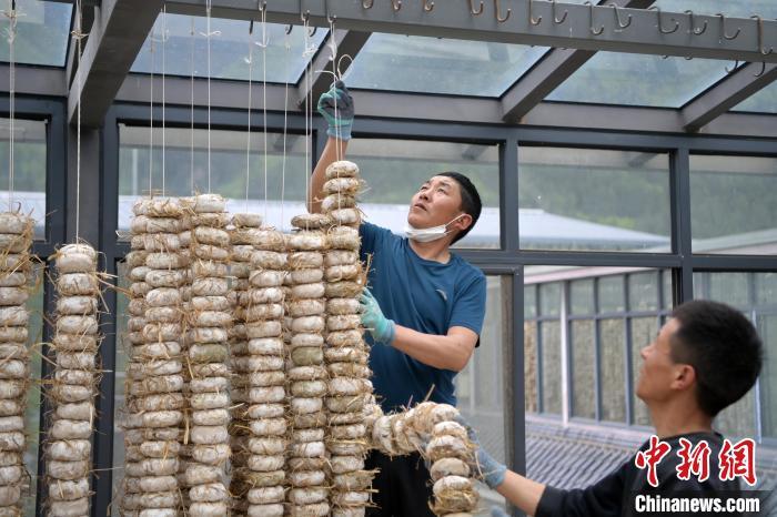 圖為5月10日，工作人員將用青稞面和青稞草等制成的曲坯用繩子串起來晾曬。九美旦增　攝