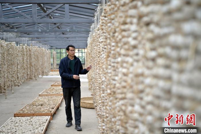 圖為5月10日，工作人員檢查晾曬的曲胚。九美旦增　攝