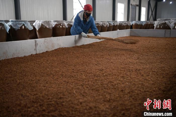 圖為5月10日，工作人員整理鋪撒的酒醅。九美旦增　攝