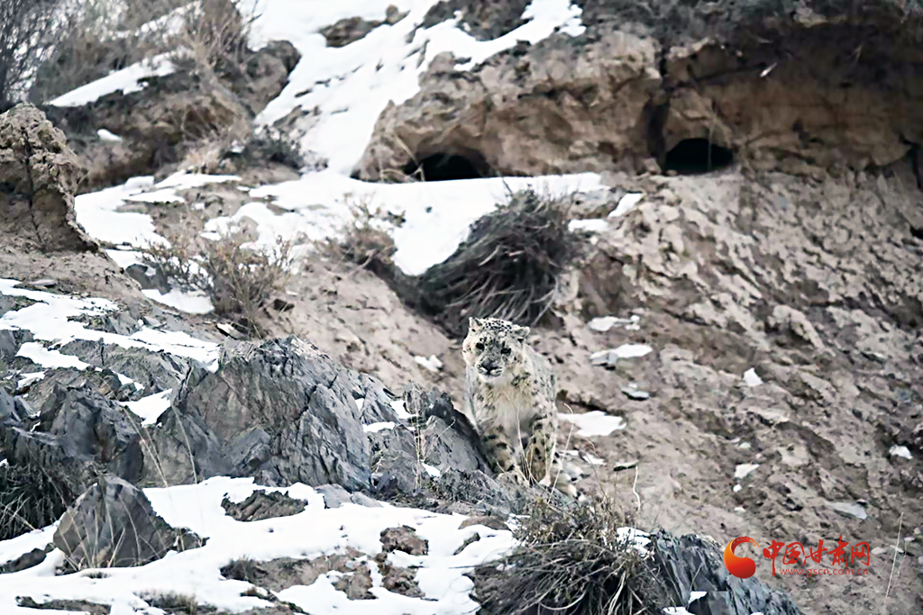 20米內(nèi)“定格”雪豹巡山