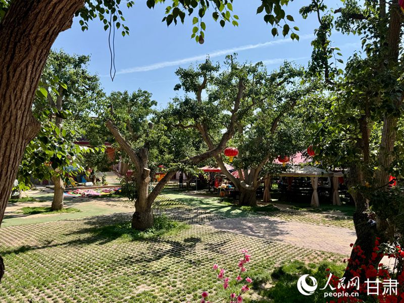 什川古梨園。人民網(wǎng)記者 焦隆攝