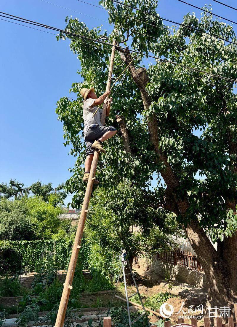 什川古梨園果農(nóng)魏至玉正踩著蜈蚣梯修剪自家的百年梨樹(shù)。人民網(wǎng)記者 焦隆攝
