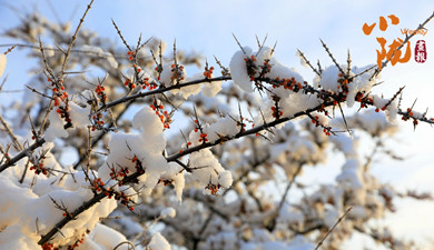 雪舞河州添雅韻 瑞冬啟歲盼豐年